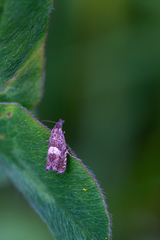 Dichrorampha agilana