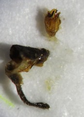 Malthodes flavoguttatus