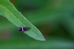 Aproaerema cinctella