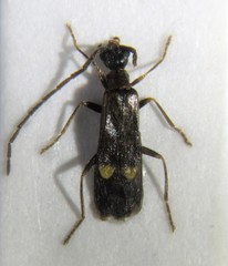 Malthodes fuscus