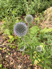 Echinops sphaerocephalus