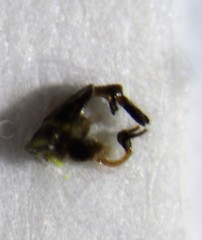 Malthodes hexacanthus