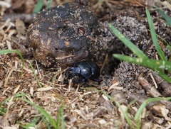 Trypocopris vernalis