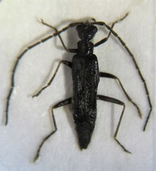 Malthodes maurus