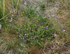 Viola tricolor