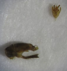 Malthodes maurus