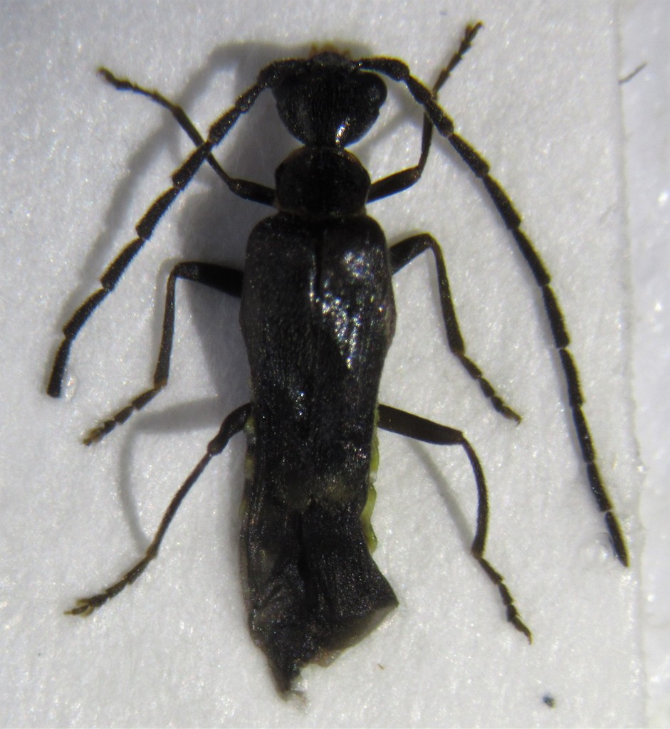 Malthodes mysticus