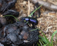 Trypocopris vernalis