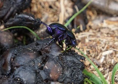 Trypocopris vernalis