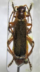 Metacantharis discoidea