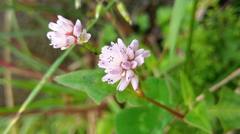 Persicaria runcinata