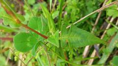 Persicaria runcinata