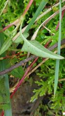 Persicaria runcinata