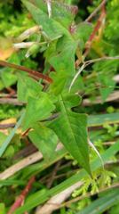 Persicaria runcinata