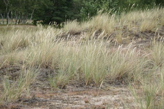 Ammophila arenaria