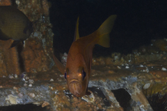 Pempheris compressa