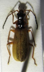 Rhagonycha testacea