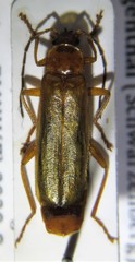 Rhagonycha translucida