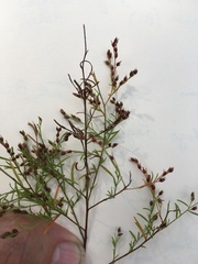 Lechea intermedia intermedia