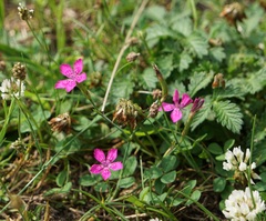 Dianthus deltoides