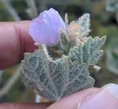 Malacothamnus marrubioides