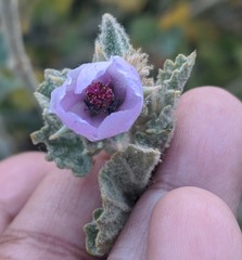 Malacothamnus marrubioides