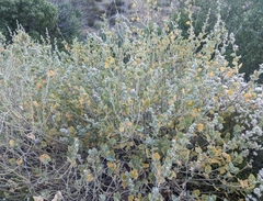 Malacothamnus marrubioides