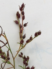 Lechea intermedia intermedia