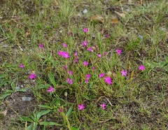 Dianthus deltoides