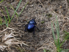 Trypocopris vernalis