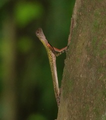 Draco melanopogon