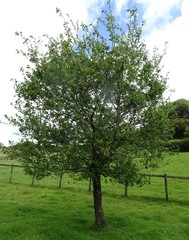 Alnus cordata