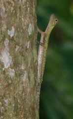 Draco melanopogon