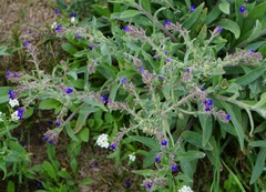 Anchusa officinalis