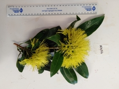 Xanthostemon chrysanthus