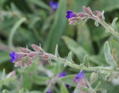 Anchusa officinalis