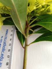 Xanthostemon chrysanthus