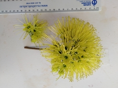 Xanthostemon chrysanthus