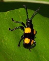 Lilioceris quadripustulata