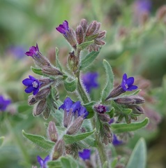 Anchusa officinalis