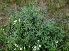 Anchusa officinalis