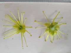 Xanthostemon chrysanthus