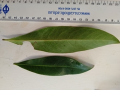 Xanthostemon chrysanthus