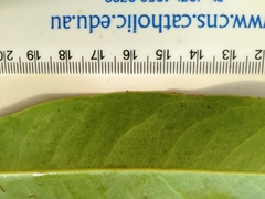 Xanthostemon chrysanthus