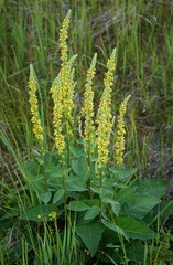 Verbascum nigrum