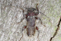Trichoferus bergeri
