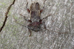 Trichoferus bergeri