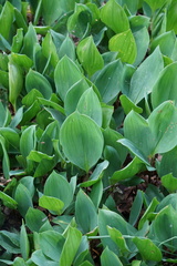 Convallaria majalis