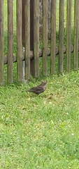 Turdus merula