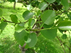 Alnus cordata